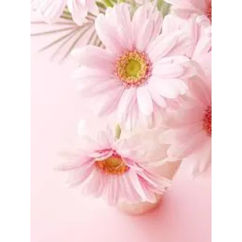 Pink Color Gebera Flower